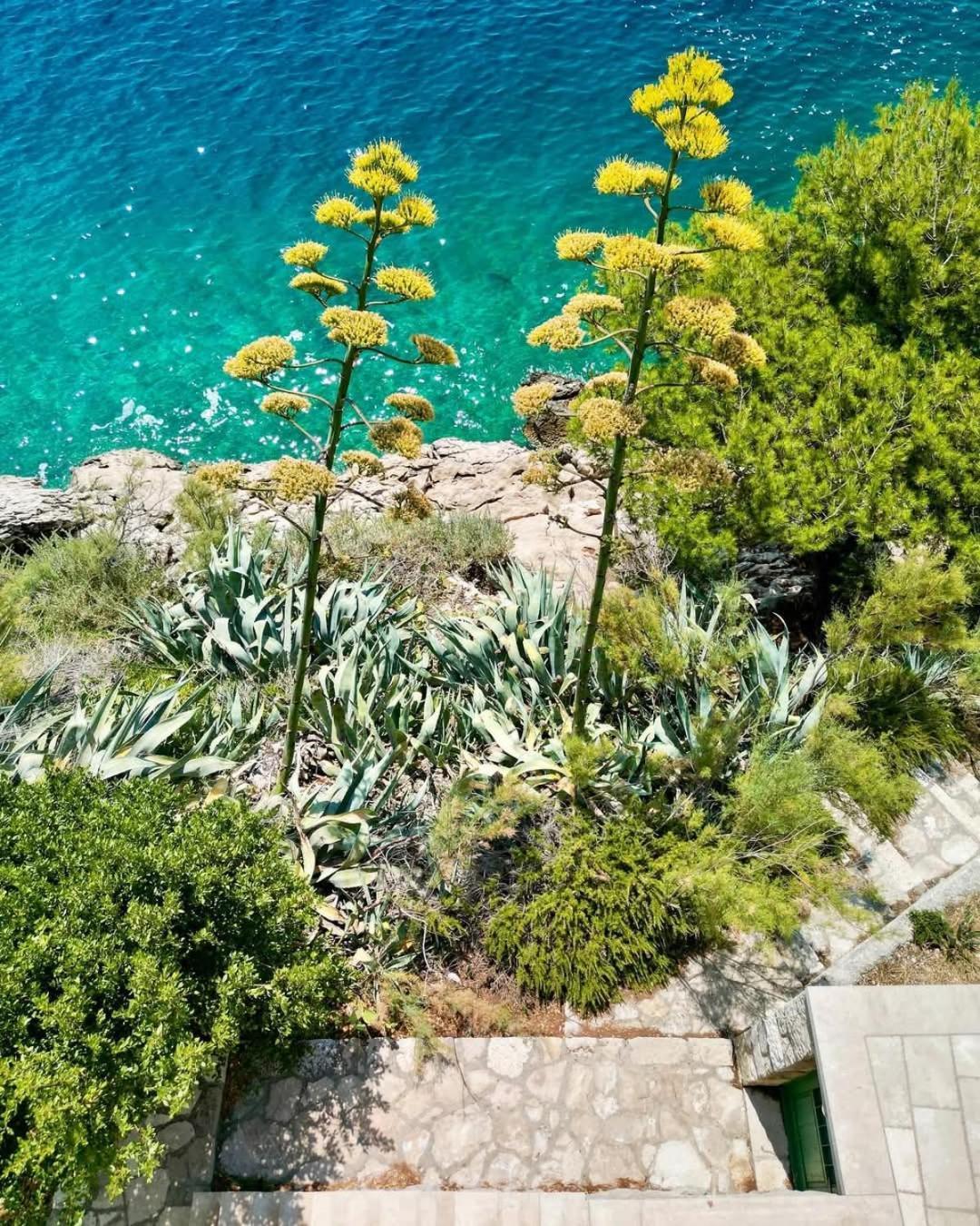 Apartment Villa Mirna Makarska Kültér fotó